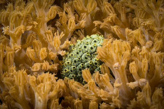 Peces, corales y amebas submarinas de colores y exoticas en el fondo del mar