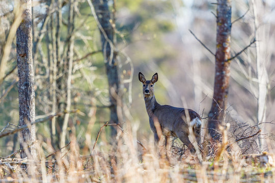 Roe deer standing in the forest and looking back