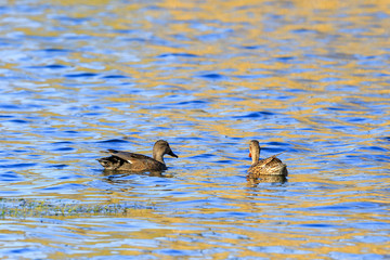 Male and female Gadwall ducks in a lake at the summer