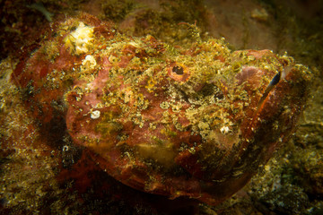 Peces, corales y amebas submarinas de colores y exoticas en el fondo del mar