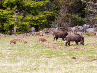 Wild boar with young piglets on a meadow at the forest edge