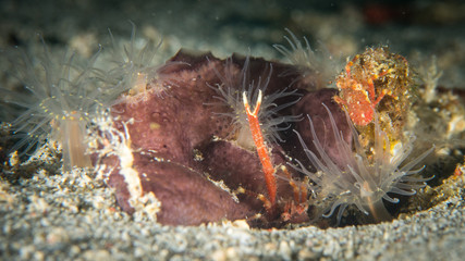 Peces, corales y amebas submarinas de colores y exoticas en el fondo del mar