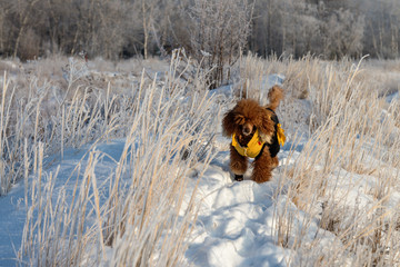 dog playing in snow