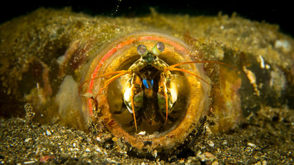 Peces exoticos de colores en el fondo del mar