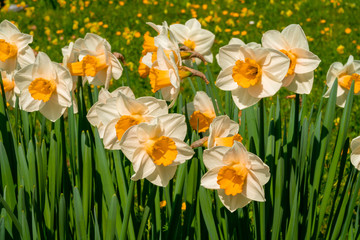 Close up Low Level image of White Lion Daffodil Daffodils Narcissus for Nature Background