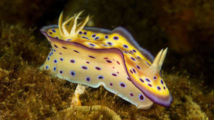 Peces exoticos de colores en el fondo del mar