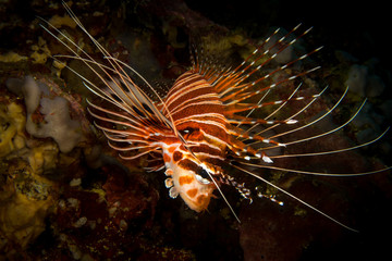Peces exoticos de colores en el fondo del mar