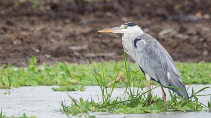 Pelicanos, aves exoticas africanas con el pico muy largo