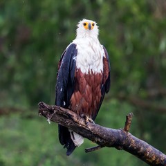 Ave exotica de colores de Africa