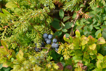 Gemeiner Wacholder (Juniperus communis)