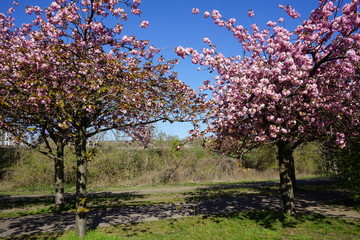 Fototapeta premium Kirschblütenzeit am Berliner Mauerweg (Bornholmer Straße)
