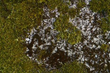 Green beautyfull moss on the stone wall