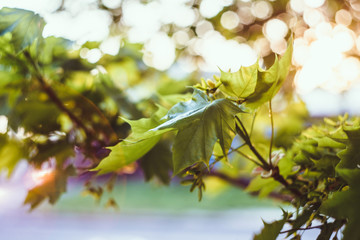 Beautiful maple leaf tree background macro. Free space for text. Soft gentle sun light artistic abstract image