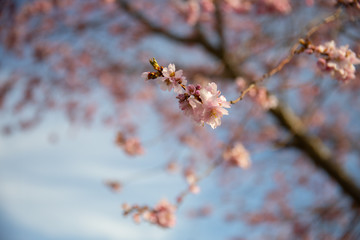 Fruehling Bluete Natur Sommer Sonne