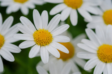 Obraz na płótnie Canvas Blurred white flowers with blurred pattern backgrounds
