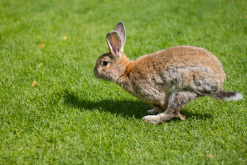 running rabbit in the grass