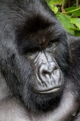 Naklejka premium Orangutan y cria de orangutan en la selva