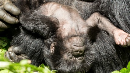 Orangutan y cria de orangutan en la selva © Jose