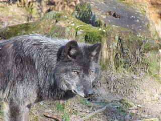 Fototapeta premium loup