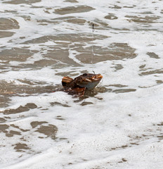 Sea Robin fish with a hook in its mouth