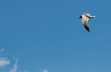Small seagull flying in a very blue sky