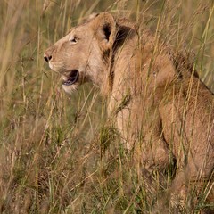 Leon rey de la selva africana