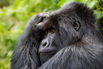 Orangutan y cria de orangutan en la selva