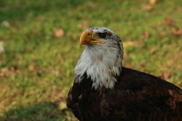 Águila americana en el parque de Cabárceno