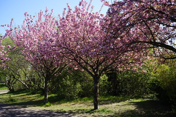 Sakura am Berliner Mauerweg (Bornholmer Straße)
