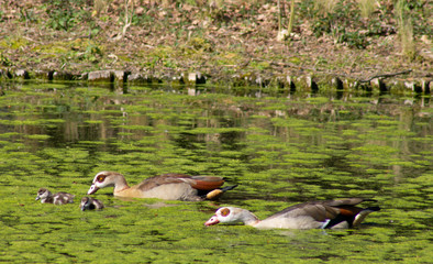 Ming goose family swimming in a pond