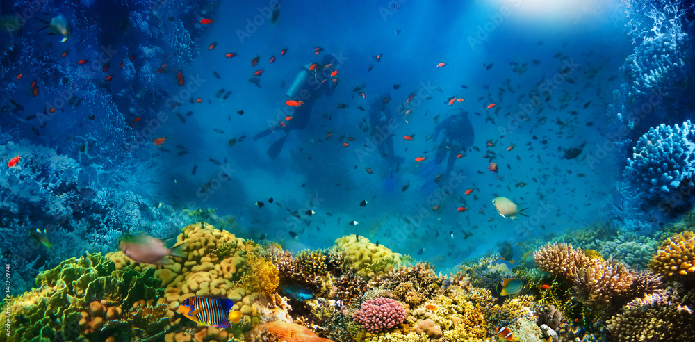 Wall mural Group of scuba divers exploring coral reef. Underwater sports and tropical vacation concept - Wall murals