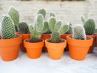 Small opuntia microdasys cactuses, commonly known as bunny ears cactus, propagated in terracotta pots