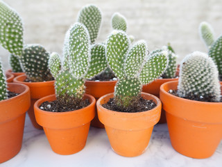 Small opuntia microdasys cactuses, commonly known as bunny ears cactus, propagated in terracotta pots