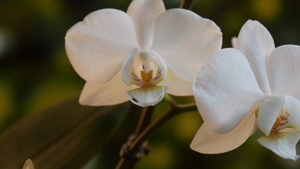weiße schmetterlingsorchideen
