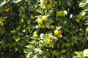 Citrus aurantium or bitter orange tree background