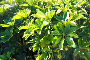Schefflera arboricola or dwarf umbrella tree green shrub background 