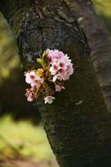 A bunch of sakura flowers growing from a tree trunk.