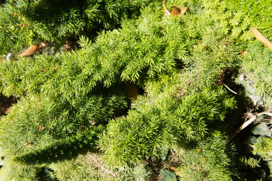 Juniperus conferta schlager or shore juniper green shrub