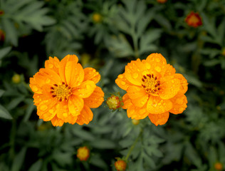 Water Drops on Two Cosmos Flowers Blooming