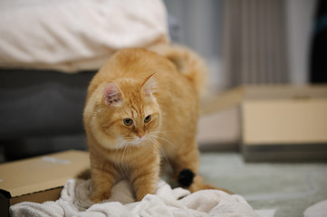 毛布をふみふみする猫（マンチカン）