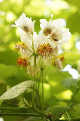 Sparmannia africana or african linden white flowers vertcial