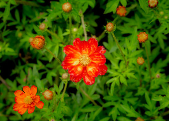 Water Drops on The Red Cosmos Blooming
