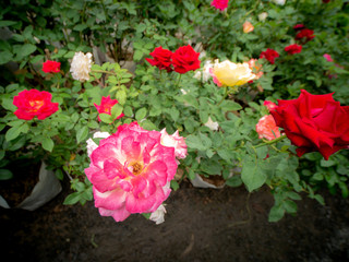 White Pink Rose Blooming with Another Colors