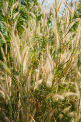 Pennisetum alopecuroides hameln or  fountaingrass plant in sunlight vertical