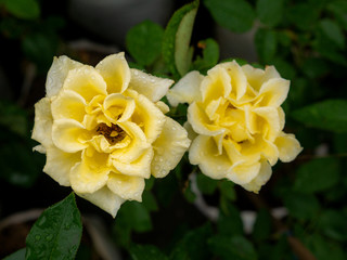 Yellow Petals Twist Rose Flowers Blooming