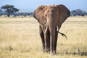 Fototapeta na wymiar Front view of a bull elephant in the grasslands of Amboseli National Park.