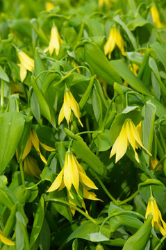 Uvularia grandiflora or the large-flowered bellwort or merrybells yellow flowers with green grass vertcial