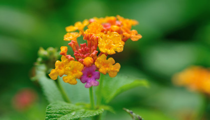 Beautiful little yellow and pink lantana camara flowers blooming in spring