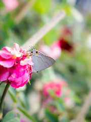 Gray Yellow Butterfly with The Same Head and Tail