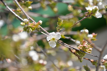 small white flowers bloom in spring on a cherry tree